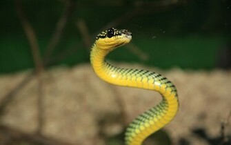 Small Snake Wallpaper