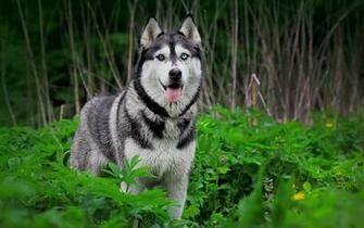 Siberian Husky Wallpaper X Net