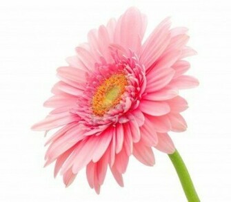Beautiful Wallpaper Gerbera And Daisy Flower