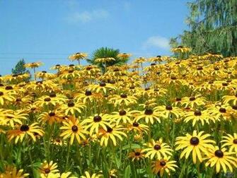 Wallpaper Yellow Flowers Flower