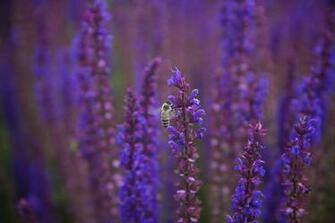 Wallpaper Lilac Purple Flowers Bee Macro Motion Blur