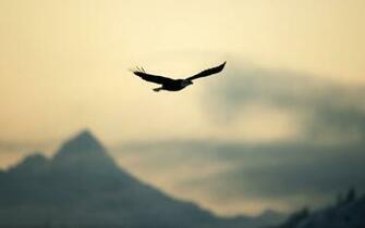 Bird Eagle Flying Dom Nature Sky Wallpaper