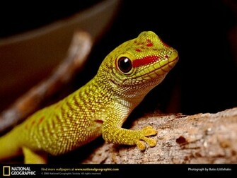Nothing Found For Leopard Gecko Pictures Wallpaper