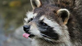 Raccoon Wallpaper And Background Image Net