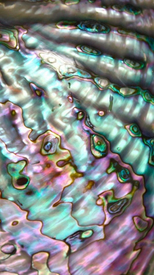Vibrant Pastel Abalone Shell Wallpaper