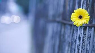 Gerbera Wallpaper X Net