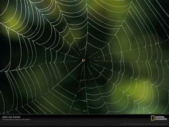 Spider Web Photo Wallpaper Photos National