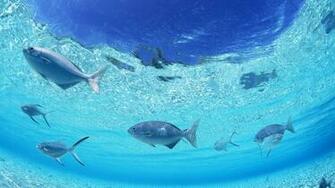 Fish Underwater Wallpaper