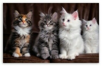 Maine Coon Kittens HD Desktop Wallpaper High Definition Fullscreen