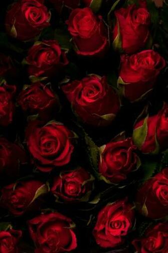 Red Rose Background Roses I Can Find