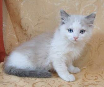 Yorkshire Image Cute Ragdoll Kittens HD Wallpaper And