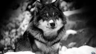 Wolves Wallpaper Snow Desktop