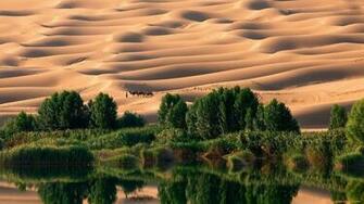 Tisotit Desert Oasis Wallpaper