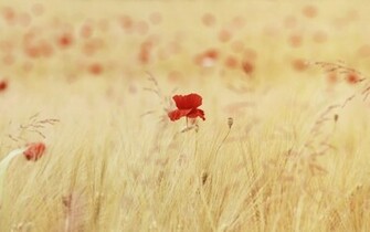 Red Poppies Widescreen Wallpaper