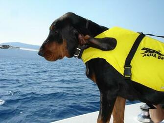 Black And Tan Coonhound Rescuer Wallpaper Jpg