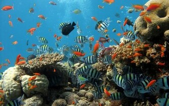 HD Wallpaper Desktop Ocean Life