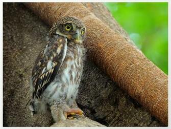 Baby Owl Wallpaper Pictures