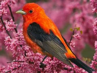 Colors Image Colourful Tropical Bird Wallpaper Photos