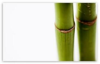 Leafy Green Plant That Is Edible When Cook Look Like
