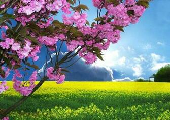 Spring Wildflower Wallpaper Jpg