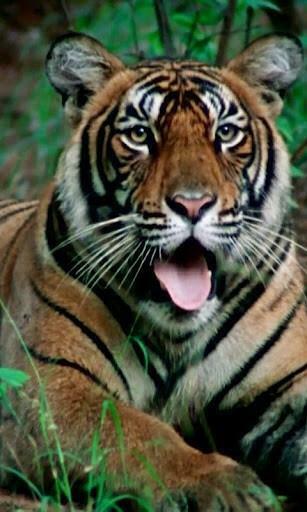 Android Themes Wallpaper White Tiger Live Heoma Html