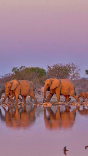 Bing HD Wallpaper Aug Join The Parade For World Elephant