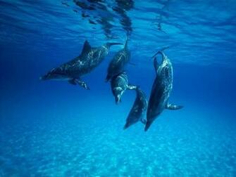 Dolphin Wallpaper HD In Animals Imageci