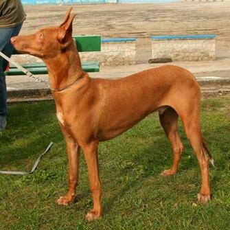 Pharaoh Hound Photos And Wallpaper The Beautiful