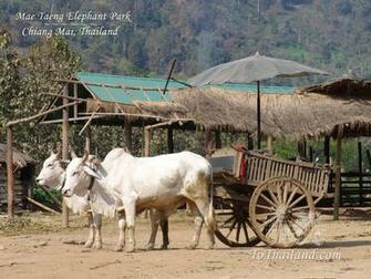 Chiangmai Thailand Wallpaper