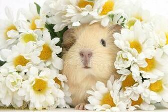 Wp38974 Cute Baby Yellow Guinea Pig Among Daisy Flowers