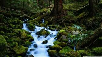 Forest Stream Wallpaper