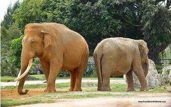 Nature Animals Live Wallpaper Screenshot