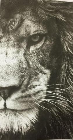 Lion Eyes Mobile Wallpaper HD Teahub Io