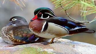 Wood Duck HD Wallpaper Wallpaperin4k Net