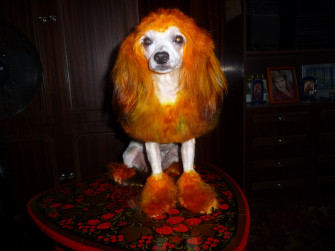 Dogs Chinese Crested Ginger Color Rare Gallery HD