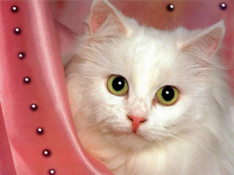 Cute Cat HD Wallpaper