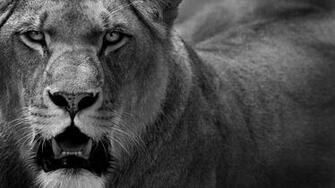 Black Lion Wallpaper