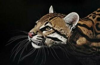 High Def Collection Full HD Ocelot Wallpaper In