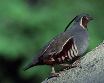 Quail Wallpaper