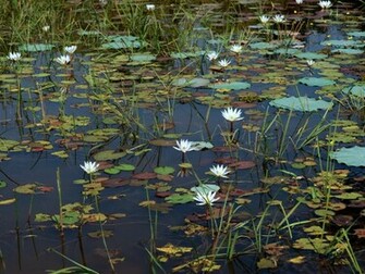 Lily Pond Wallpaper