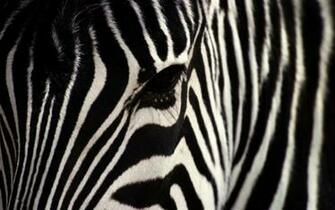 Zebra Wallpaper