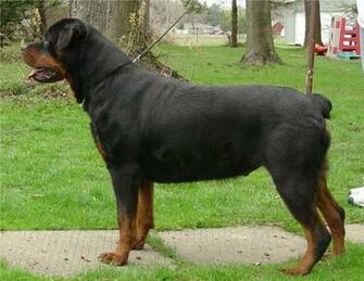 Rottweiler Dog New Photos Desktop HD Wallpaper Jpg
