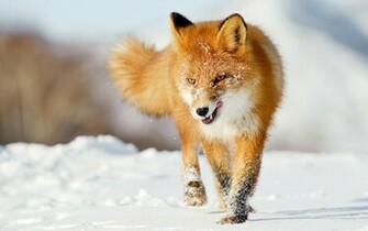 Fox Wallpaper Image Size Old