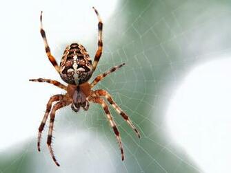 Hq Spider Pictures Image