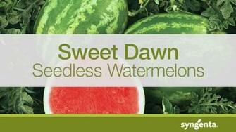 Vegetables Syngenta Us