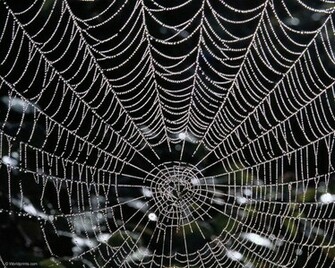 Spider Web Best Wallpaper On Your Desktop Animal
