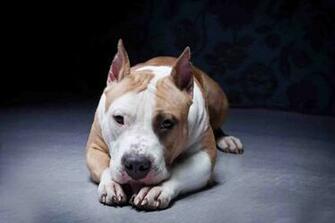 Puppy Pitbull Wallpaper Android Apps On Google Play