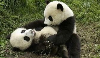 Panda Wallpaper Wallpaper55 Best For Pcs Laptops