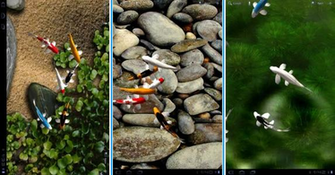 Koi Live Wallpaper Apk Playstoresoft