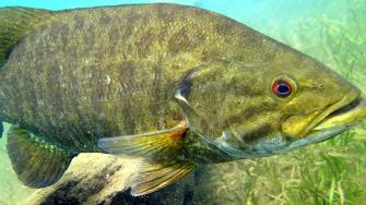 Watch Fly Fishing For Smallmouth Bass Prime Video